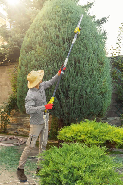 Lawn Maintenance Plans in Willits, CA